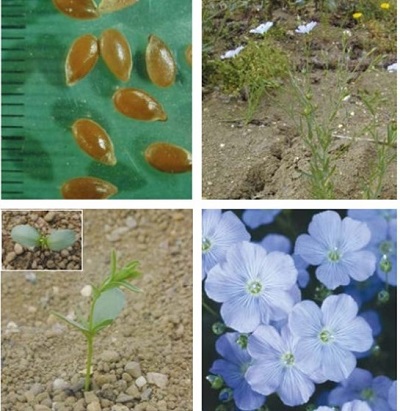 Linseed at four growth stages